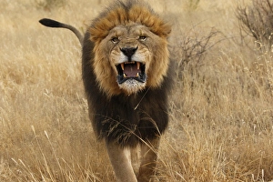 Aggression Prints: Africa, Namibia. Aggressive male lion