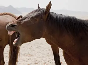 Dead Prints: Africa, Namibia, Aus. Portrait of a yawning wild horse on the Namib Desert. Credit as