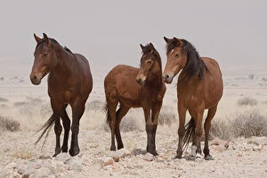 Namibia Gallery: Africa, Namibia, Aus. Three wild horses standing on the Namib Desert