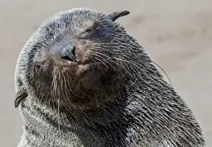 Skeleton Coast Prints: Africa, Namibia, Cape Cross. Close-up of Cape fur seal