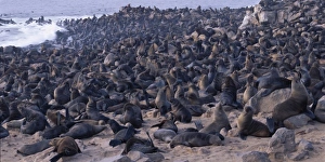 Eco Tourism Prints: Africa, Namibia, Cape Cross Seal Reserve, Southern Fur Seals gather on rocky Atlantic