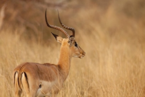 Caprivi Strip Prints: Africa, Namibia, Caprivi Strip, Mahango Game Reserve. Impala in tall Bushman grass