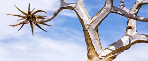 Images Dated 22nd August 2014: Africa, Namibia. Close-up of quiver tree