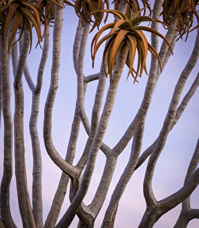 Aloe Prints: Africa, Namibia. Close-up of quiver tree