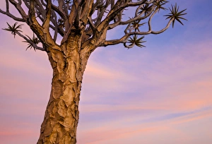 Africa, Namibia. Close-up of quiver tree