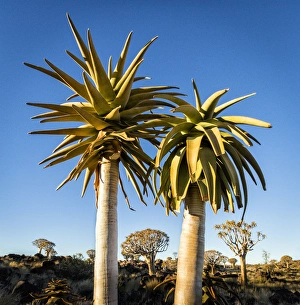 Kokerboom Prints: Africa, Namibia. Close-up of two quiver trees