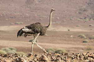 Africa, Namibia, Damaraland. Ostrich walking in the Palmwag Conservancy. Credit as