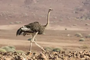 Ostrich Prints: Africa, Namibia, Damaraland. Ostrich walking in the Palmwag Conservancy. Credit as