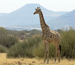 Giraffe Prints: Africa, Namibia, Damaraland, Palwag Concession