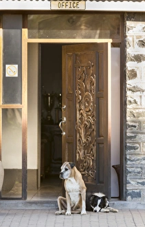 Camp Prints: Africa, Namibia. Dogs at door entrance