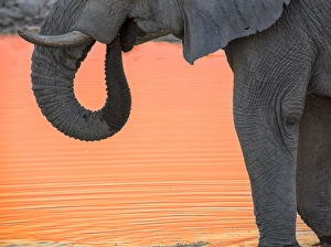 Images Dated 2nd September 2014: Africa, Namibia, Etosha National Park. Drinking elephant at sunset
