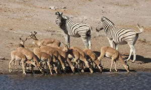 Africa, Namibia, Etosha National Park. Zebras and black-faced impalas at a waterhole