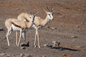 Images Dated 28th August 2009: Africa, Namibia, Etosha National Park. Pair of springboks