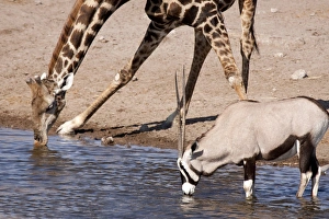 Images Dated 28th August 2009: Africa, Namibia, Etosha National Park. Giraffe and oryx drinking at waterhole. Credit as