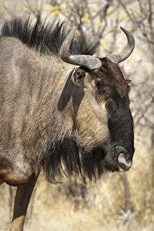 Images Dated 28th August 2009: Africa, Namibia, Etosha National Park. Side close-up of wildebeest face. Credit as