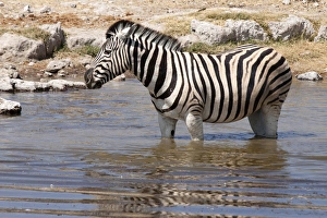 Images Dated 28th August 2009: Africa, Namibia, Etosha National Park. Zebra standing in a waterhole