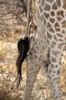 Images Dated 28th August 2009: Africa, Namibia, Etosha National Park. Close-up of giraffes tail and hind legs