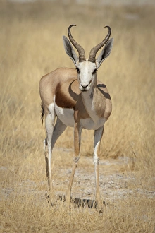 Images Dated 28th August 2009: Africa, Namibia, Etosha National Park. Front view of standing springbok. Credit as