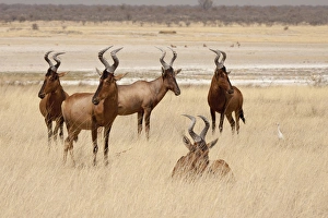 Images Dated 29th August 2009: Africa, Namibia, Etosha National Park. Red hartebeets. (Alcelaphus buselaphus) Credit as
