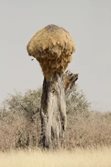 Images Dated 30th August 2009: Africa, Namibia, Etosha National Park. Giant sociable weaver bird nest on camel thorn tree