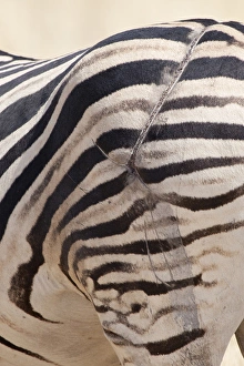 Images Dated 29th August 2009: Africa, Namibia, Etosha National Park. Zebras scarred hind end
