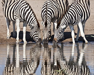 Images Dated 6th June 2011: Africa, Namibia, Etosha National Park. Three zebras reflected in a water hole. Credit as