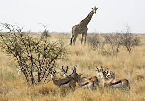 Images Dated 2nd September 2014: Africa, Namibia, Etosha National Park. Giraffe and springboks