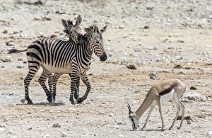 Images Dated 2nd September 2014: Africa, Namibia, Etosha National Park. Zebras and springbok