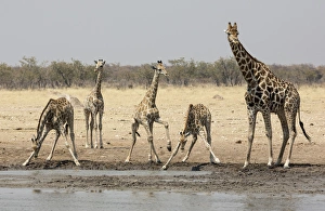 Images Dated 2nd September 2014: Africa, Namibia, Etosha National Park. Five giraffes at the waterhole. Credit as