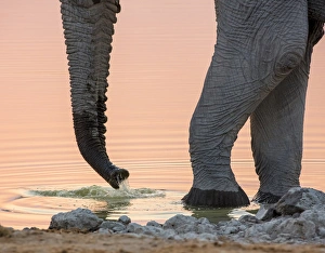 Images Dated 2nd September 2014: Africa, Namibia, Etosha National Park. Drinking elephant at sunset