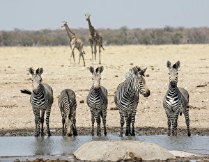 Images Dated 2nd September 2014: Africa, Namibia, Etosha National Park. Five zebras and giraffes at waterhole. Credit as