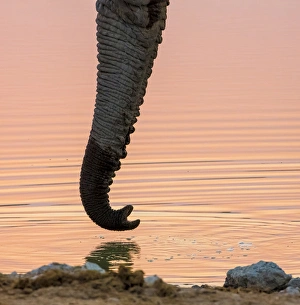 Images Dated 2nd September 2014: Africa, Namibia, Etosha National Park. Drinking elephant at sunset