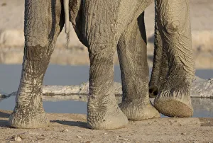 Images Dated 3rd September 2014: Africa, Namibia, Etosha National Park. Elephant legs and trunk
