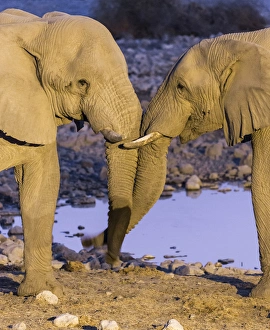 Images Dated 2nd September 2014: Africa, Namibia, Etosha National Park. Two elephants greeting at dusk. Credit as