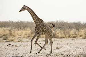 Images Dated 2nd September 2014: Africa, Namibia, Etosha National Park. Running giraffe