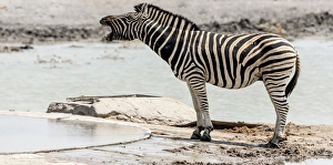 Images Dated 2nd September 2014: Africa, Namibia, Etosha National Park. Braying zebra