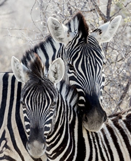 Images Dated 3rd September 2014: Africa, Namibia, Etosha National Park. Portrait of two zebras