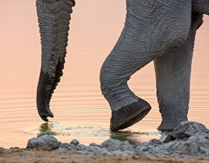 Images Dated 2nd September 2014: Africa, Namibia, Etosha National Park. Drinking elephant at sunset