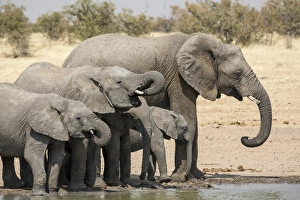 Africa, Namibia, Etosha National Park. Elephants drinking at waterhole. Credit as