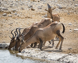 Images Dated 3rd September 2014: Africa, Namibia, Etosha National Park. Hartebeest drinking at waterhole. Credit as