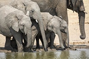 Images Dated 2nd September 2014: Africa, Namibia, Etosha National Park. Elephants drinking at waterhole. Credit as