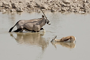 Images Dated 3rd September 2014: Africa, Namibia, Etosha National Park. Oryx and springbok wading in waterhole. Credit as