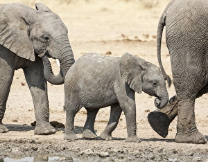 Images Dated 2nd September 2014: Africa, Namibia, Etosha National Park. Baby elephant walking between two adults. Credit as