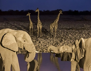 Images Dated 2nd September 2014: Africa, Namibia, Etosha National Park. Elephants and giraffes at waterhole at dusk