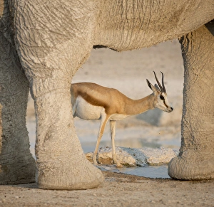 Images Dated 14th September 2013: Africa, Namibia, Etosha National Park
