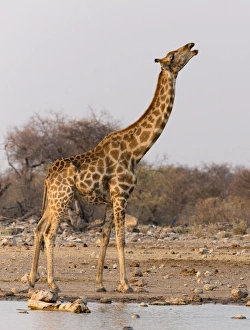 Images Dated 13th September 2013: Africa, Namibia, Etosha National Park, Klein Namutoni Waterhole