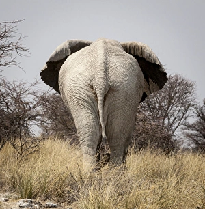 Images Dated 13th September 2013: Africa, Namibia, Etosha National Park, Okerfontein Waterhole. Rear view of elephant