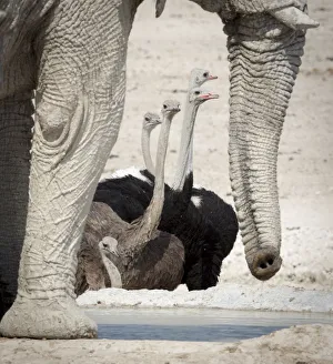 Images Dated 14th September 2013: Africa, Namibia, Etosha National Park