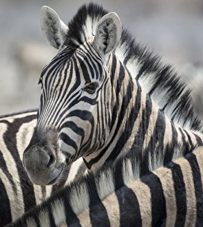 Africa, Namibia, Etosha National Park, Reitfontain Waterhole