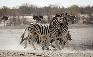 Africa, Namibia, Etosha National Park, Tobieroen Waterhole. Two zebras play fighting